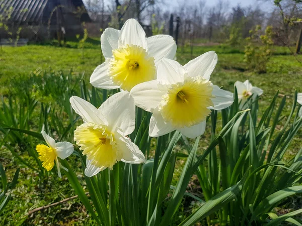White Flowers Narcissus Tazetta Bloomed Garden Narcissus Tazetta Close — Stock Photo, Image