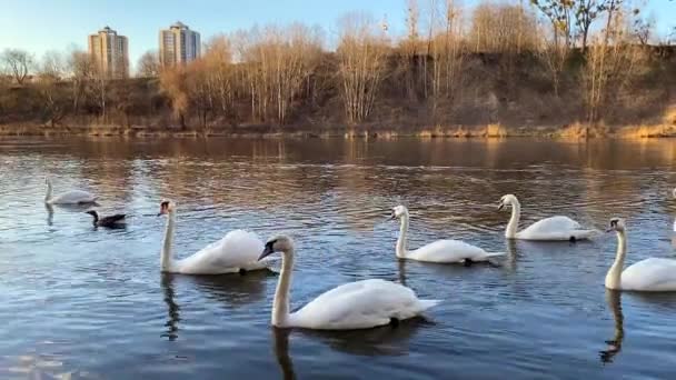 Swans Passing River Family Swans Swims River — Stock Video