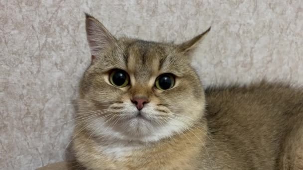 Green Eyed British Shorthair Golden Chinchilla Ny25 — 图库视频影像