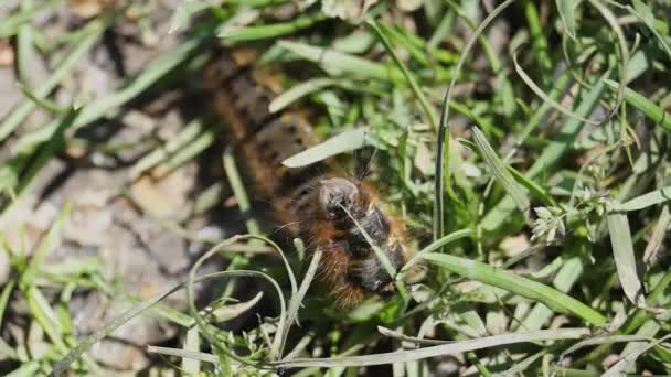 Koza Dokumacı Familyasından Büyük Bir Kelebeğin Tırtılları Bitkisel Koza Dokumacı — Stok video