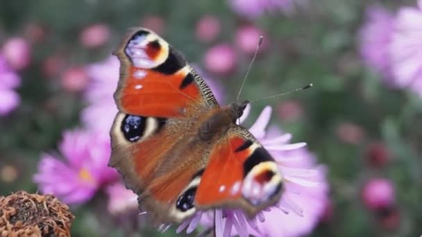 Butterfly Peacock Eye Lat Aglais Collects Nectar Flowers — Stock Video