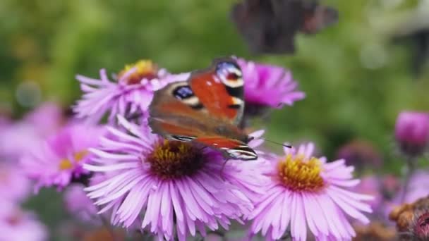 Ojo Pavo Real Mariposa Lat Aglais Recoge Néctar Las Flores — Vídeo de stock