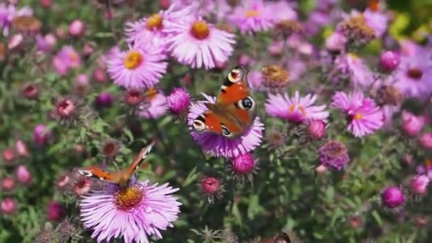 Ojo Pavo Real Mariposa Lat Aglais Recoge Néctar Las Flores — Vídeos de Stock