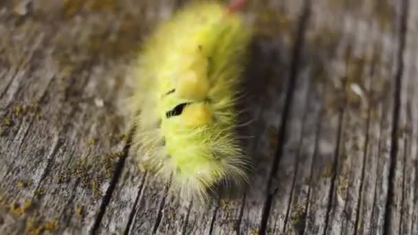 赤い尾の夜行性の蝶の冬虫夏草 またはウールの足の恥ずかしがり屋 フラット カリターラ プディブンダ — ストック動画