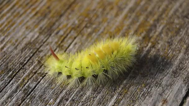 Die Raupe Des Nachtaktiven Schmetterlings Des Rotschwanzes Oder Der Wollfuß — Stockvideo