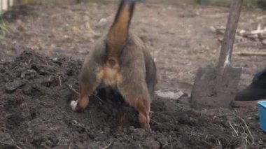 Köpek bir kır evinin serasında fidanlar için humus toplamasına yardım eder..