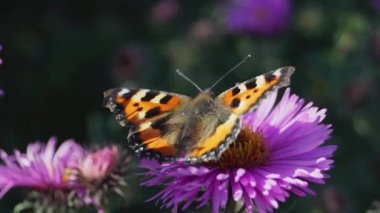 Kelebek Urtikia (lat. Aglais urticae, Nymphalis urticae) çiçeklerden nektar toplar..