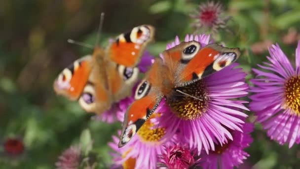 Ojo Pavo Real Mariposa Lat Aglais Recoge Néctar Las Flores — Vídeos de Stock