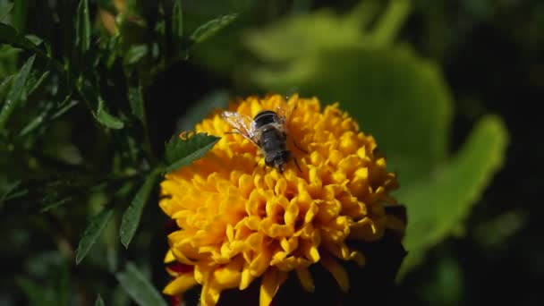 Fly Lat Eristalis Arbustorum European View Subfamily Eristalinae Collects Nectar — Stock Video