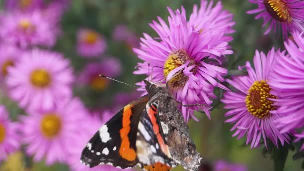 Borboleta Almirante Lat Vanessa Atalanta Uma Borboleta Diurna Família Nymphalide — Vídeo de Stock