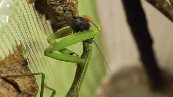 Συνηθισμένο Αλογάκι Mantis Religiosa Τρώει Μπλε Μύγες Κρέατος Λάτ Calliphora — Αρχείο Βίντεο