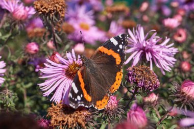 Amiral Kelebek (lat. Vanessa atalanta Nymphalide ailesinden (Nymphalidae) bir gündüz kelebeğidir..