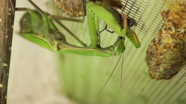 Vanlig Manit Lat Mantis Religiosa Äter Blåa Köttflugor Lat Kalliphora — Stockvideo