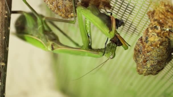 Mantis Ordinaria Lat Mantis Religiosa Come Moscas Carne Azul Lat — Vídeo de stock