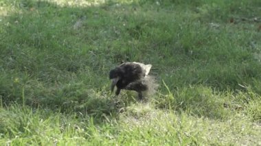 Kale, şehir meydanının çimlerinde yiyecek aramak için zemin hazırlıyor..