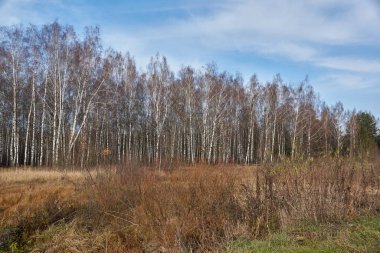 Sonbaharın sonunda. Kasım 2021. Kentin dışındaki huş ağacında yürü..