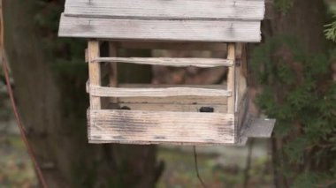 Nuthatch ve meme faresi tohumların arkasındaki besleyiciye uçtular. Sonbaharın sonunda. Kasım 2021.