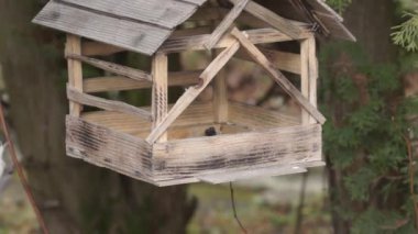 Nuthatch ve meme faresi tohumların arkasındaki besleyiciye uçtular. Sonbaharın sonunda. Kasım 2021.
