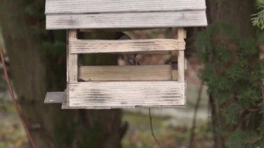 Nuthatch ve meme faresi tohumların arkasındaki besleyiciye uçtular. Sonbaharın sonunda. Kasım 2021.