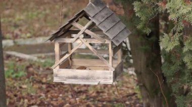 Nuthatch ve meme faresi tohumların arkasındaki besleyiciye uçtular. Sonbaharın sonunda. Kasım 2021.