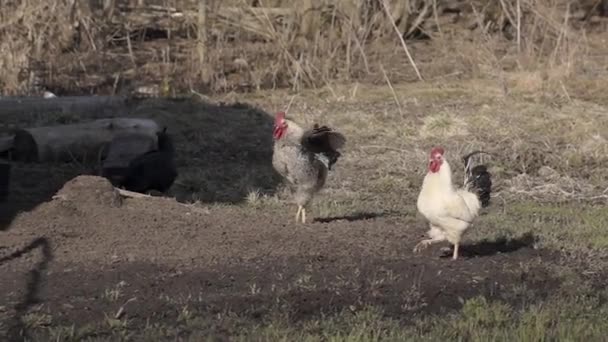 Horozlar Tavuklar Çimenlikte Yürürler Köy Evinin Yakınında Yenilebilir Bir Şeyler — Stok video