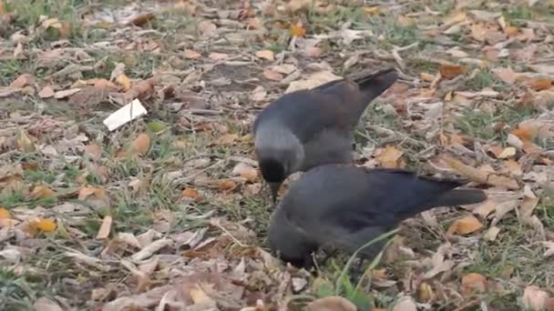 Jackdaw Promenader Gräsmattan Torget Jakt Något Ätbart — Stockvideo