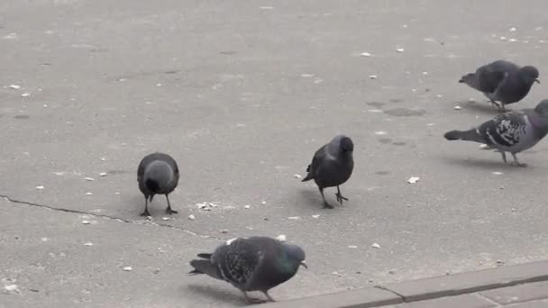 杰克和鸽子在市中心的广场上散步 寻找可以吃的东西 — 图库视频影像