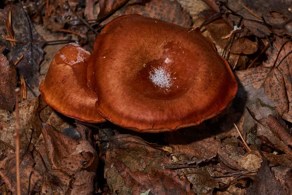 November Első Meleg Napjaiban Kis Gombák Latin Lactarius Volemus Még — Stock Fotó