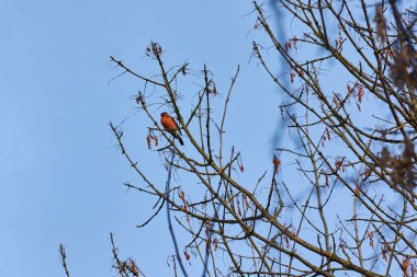 Saka kuşu bir ağaç dalına oturur ve tohum yer. Sonbaharın sonunda. Kasım 2021.
