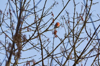 Saka kuşu bir ağaç dalına oturur ve tohum yer. Sonbaharın sonunda. Kasım 2021.