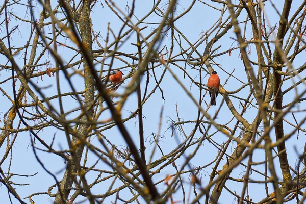 Bullfinch Zit Een Boomtak Eet Zaden Laat Herfst November 2021 — Stockfoto