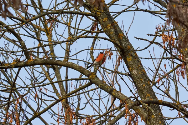 Bullfinch Zit Een Boomtak Eet Zaden Laat Herfst November 2021 — Stockfoto