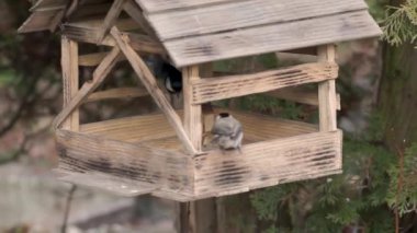 Kuş civcivi (lat. Poecile palustris veya Parus palustris) ve büyük meme faresi (lat. Parus major) tohumların arkasındaki kuş yemliğine uçtu. Sonbaharın sonunda. Kasım 2021.