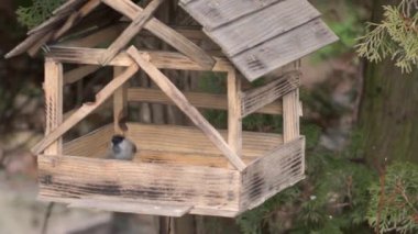 Kuş civcivi (lat. Poecile palustris veya Parus palustris) ve büyük meme faresi (lat. Parus major) tohumların arkasındaki kuş yemliğine uçtu. Sonbaharın sonunda. Kasım 2021.