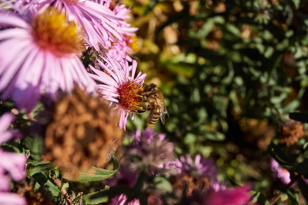 Abelha Lat Anthophila Coleta Néctar Pólen Das Flores Aster Perene — Fotografia de Stock