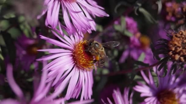 Пчела Лат Anthophila Собирает Нектар Пыльцу Цветов Вечной Астры Осень — стоковое видео