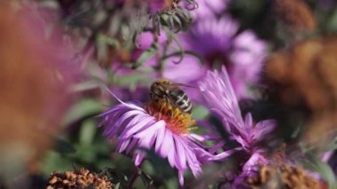 Arı (lat. Anthophila), uzun ömürlü paskalya çiçeklerinden nektar ve polen toplar. Sonbahar.
