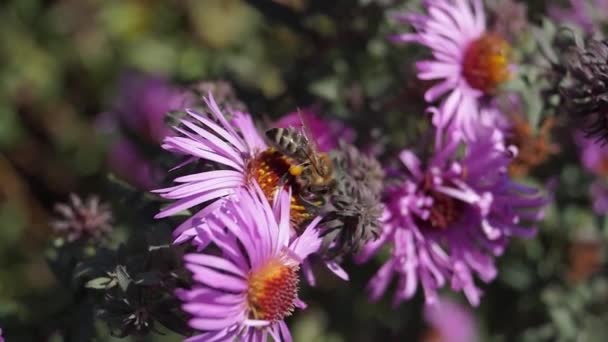 Пчела Лат Anthophila Собирает Нектар Пыльцу Цветов Вечной Астры Осень — стоковое видео