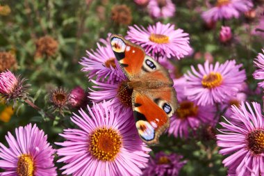 Kelebek Tavuskuşu gözü (lat. Aglais io) çiçeklerden nektar toplar.