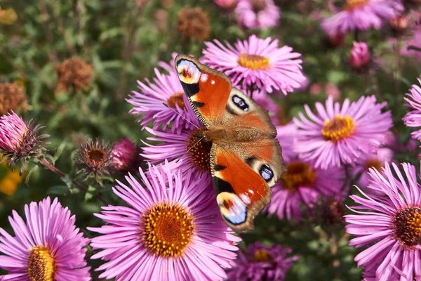 Kelebek Tavuskuşu gözü (lat. Aglais io) çiçeklerden nektar toplar.