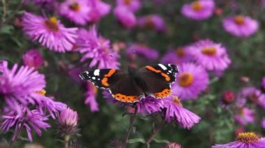 Amiral Kelebek (lat. Vanessa atalanta Nymphalide ailesinden (Nymphalidae) bir gündüz kelebeğidir..