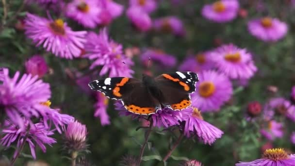 蝶提督 フラット ヴァネッサ アタランタ Vanessa Atalanta ニンファリド科 ニンファリデス科 の昼間蝶で 花から蜜を集める — ストック動画