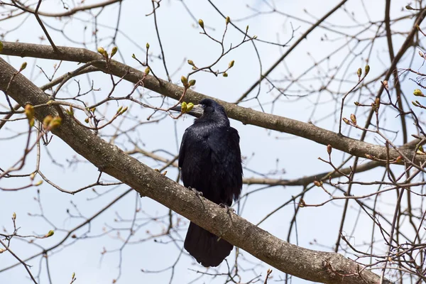 Rooks Have Returned Native Places Timid Cautious Let Them Get — Stock Photo, Image