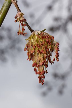 Kül yapraklı akçaağaç çiçekleri veya Amerikan akçaağacı (lat. Acer negundo), infloresans çözünür. Bahar.