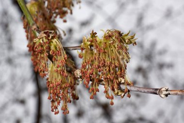 Kül yapraklı akçaağaç çiçekleri veya Amerikan akçaağacı (lat. Acer negundo), infloresans çözünür. Bahar.
