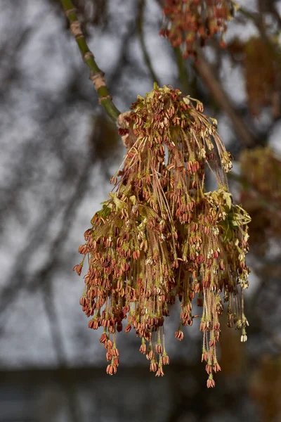 Der Eschenblättrige Ahorn Blüht Oder Amerikanischer Ahorn Lat Acer Negundo — Stockfoto
