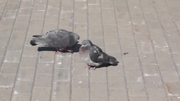 Des Pigeons Sur Place Village Mâle Courtise Femelle Printemps 2021 — Video