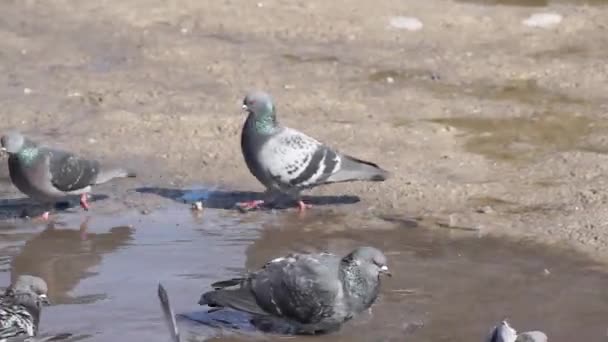 Des Pigeons Sur Place Village Mâle Courtise Femelle Printemps 2021 — Video