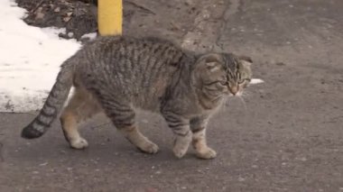 Kedi evin avlusunda yürür. Bahar. Mart 2021.