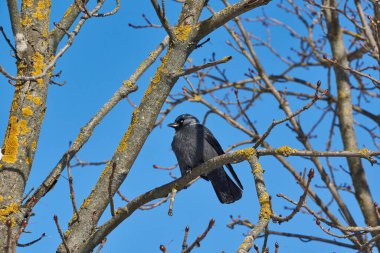 Bir karga kestane dalında oturuyor. Kış.